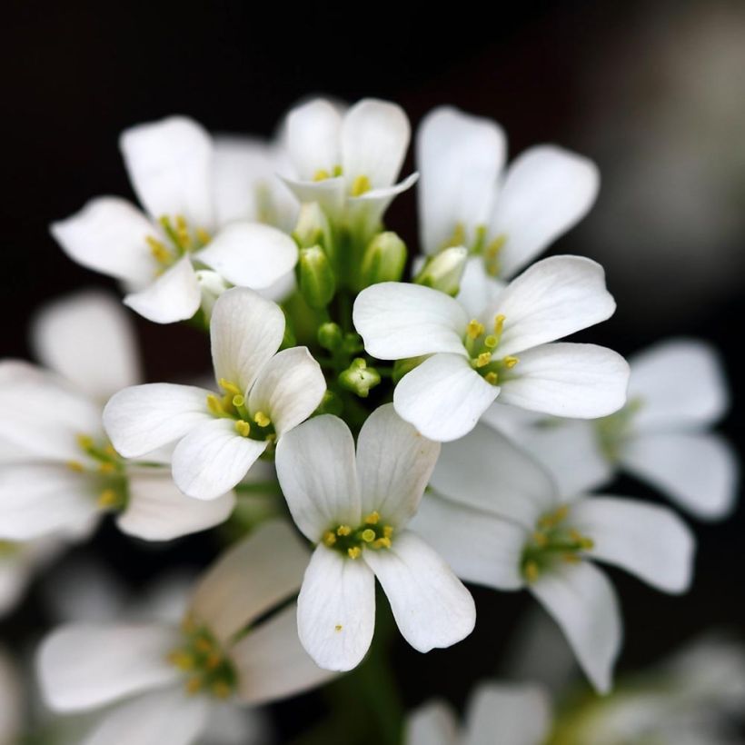 Arabis procurrens Neuschnee (Fioritura)