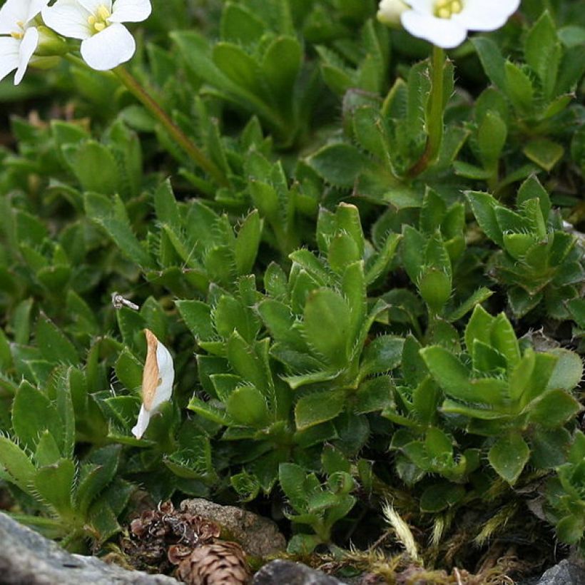 Arabis scopoliana (Fogliame)