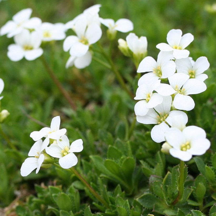 Arabis scopoliana (Fioritura)