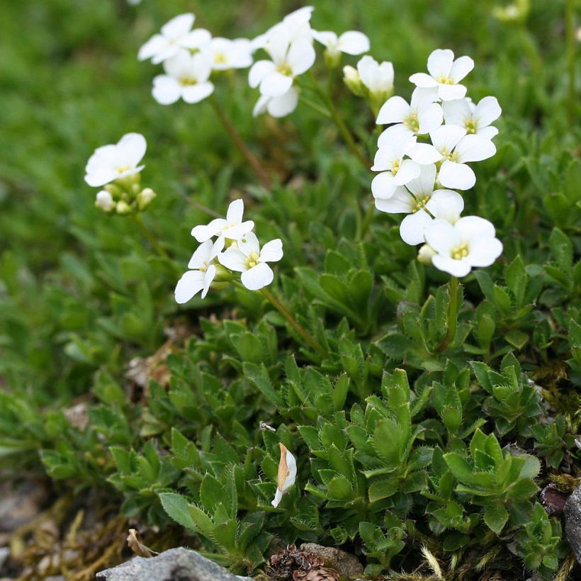 Arabis scopoliana (Porto)