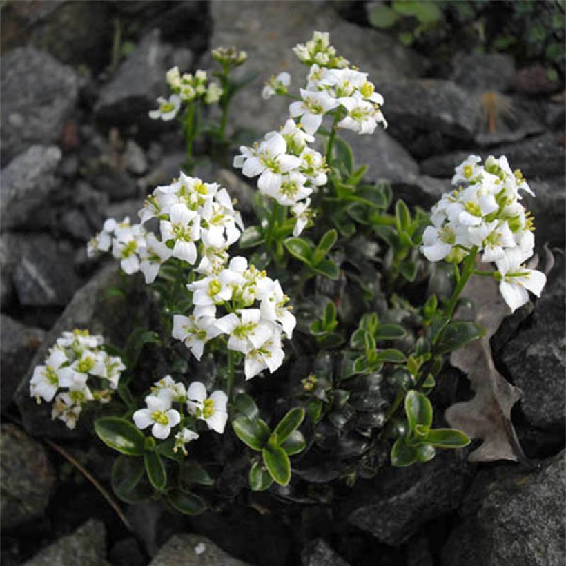 Arabis suendermannii (Fioritura)