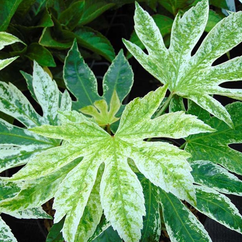 Fatsia japonica Spider's Web (Fogliame)