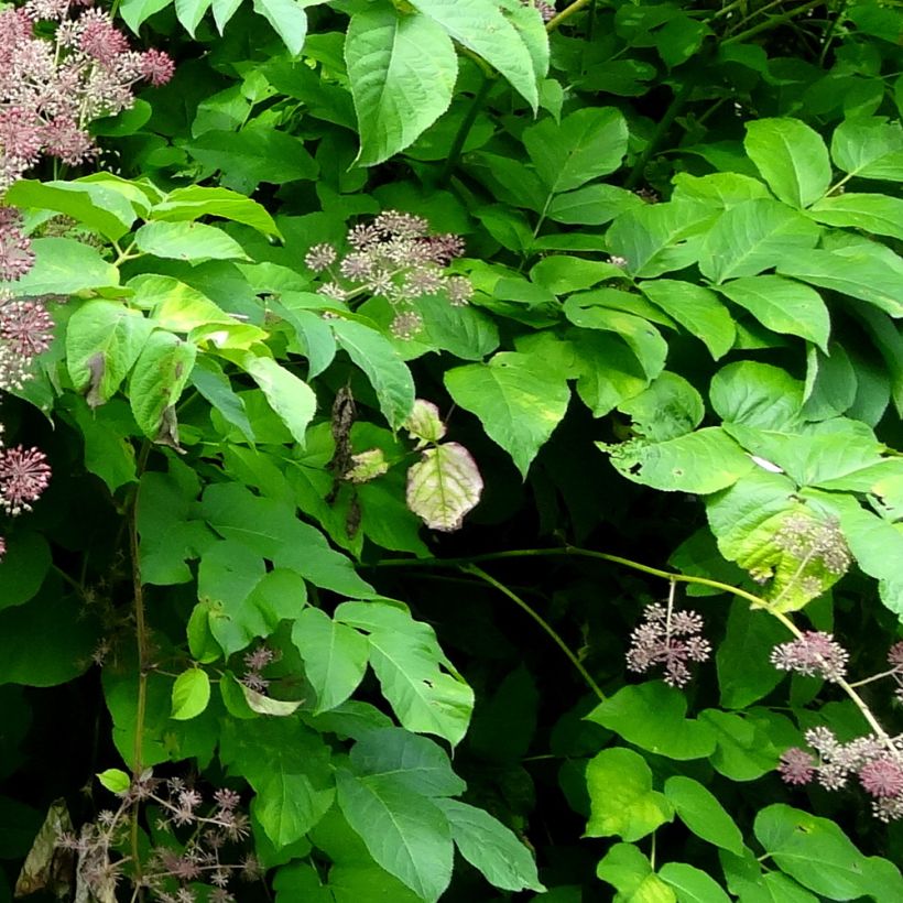 Aralia californica (Fogliame)