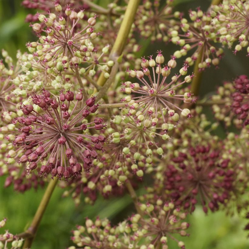 Aralia californica (Fioritura)