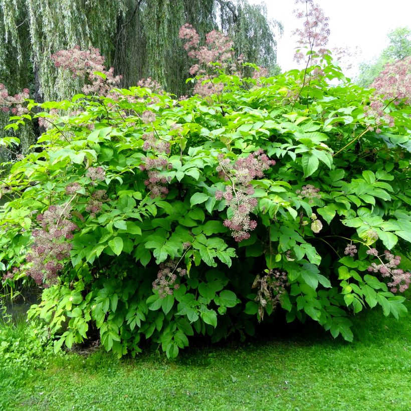 Aralia californica (Porto)