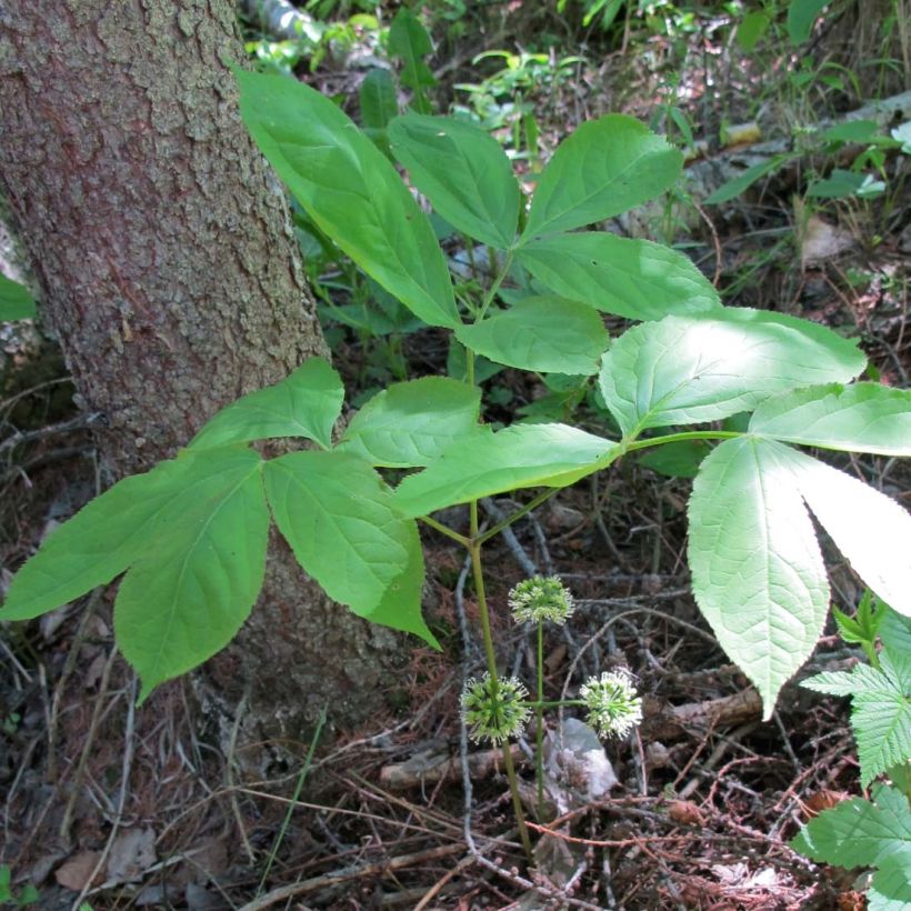 Aralia nudicaulis (Fogliame)