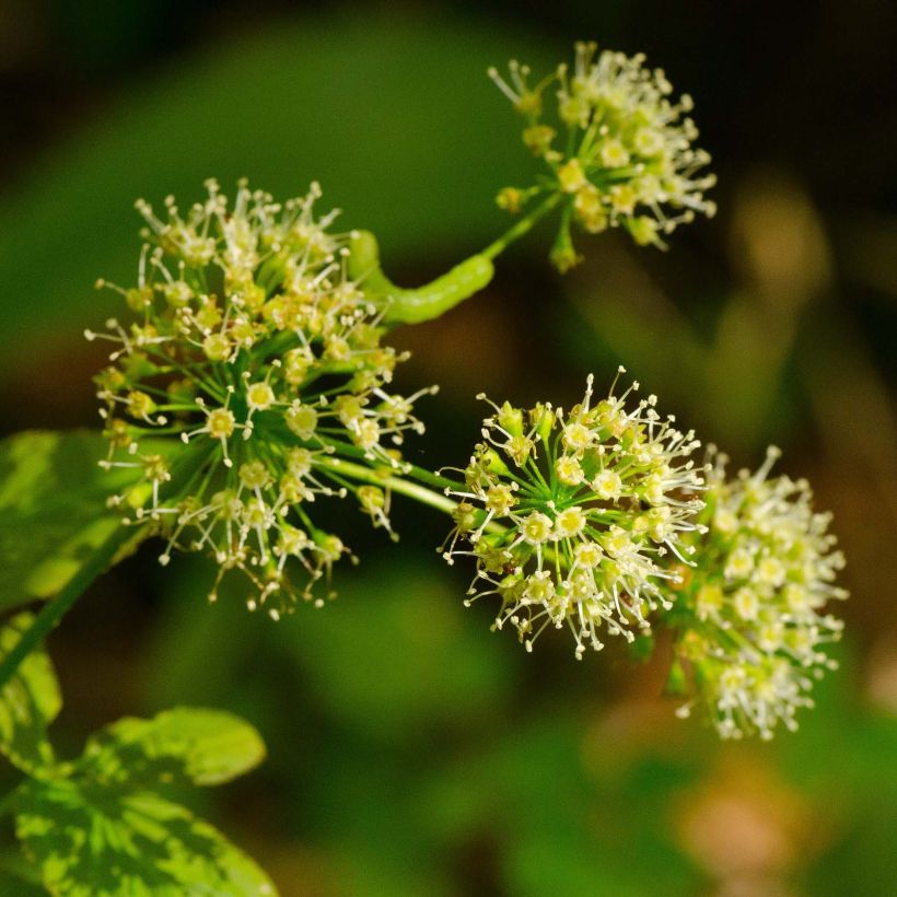 Aralia nudicaulis (Fioritura)