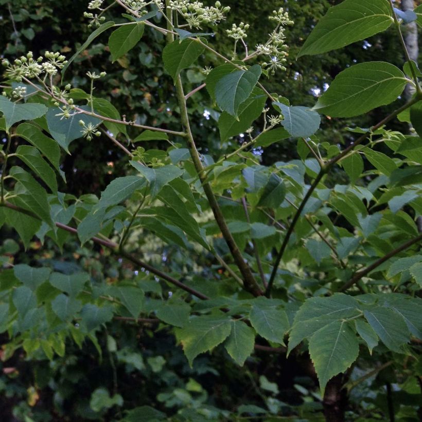 Aralia spinosa - Angelica spinosa (Fogliame)