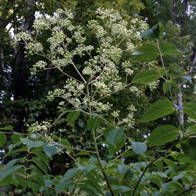 Aralia spinosa - Angelica spinosa (Porto)