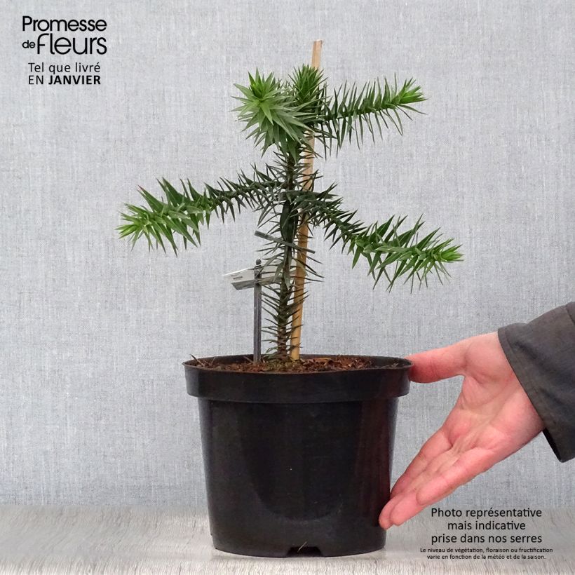 Araucaria araucana (imbricata) - Désespoir des singes pot de 2L esemplare consegnato in inverno