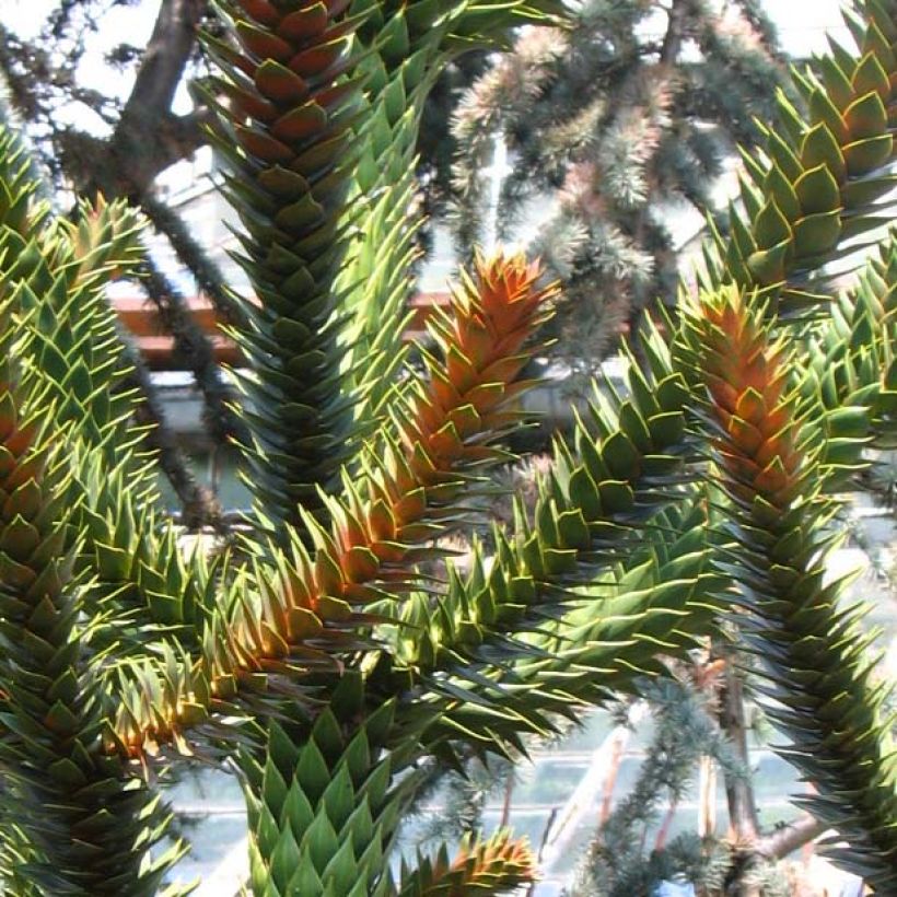 Araucaria araucana - Albero della scimmia (Fogliame)