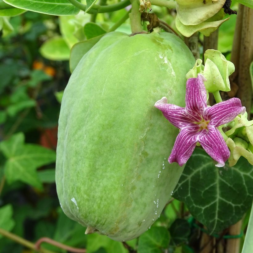 Araujia sericifera (Raccolta)