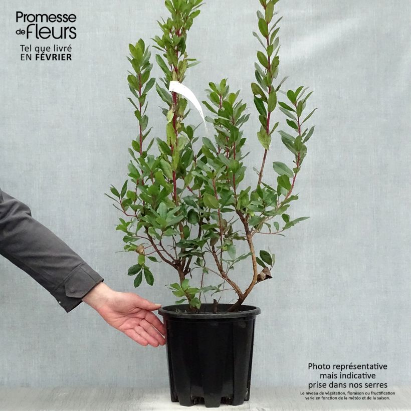 Arbutus unedo - Arbousier en pot de 10L esemplare consegnato in inverno