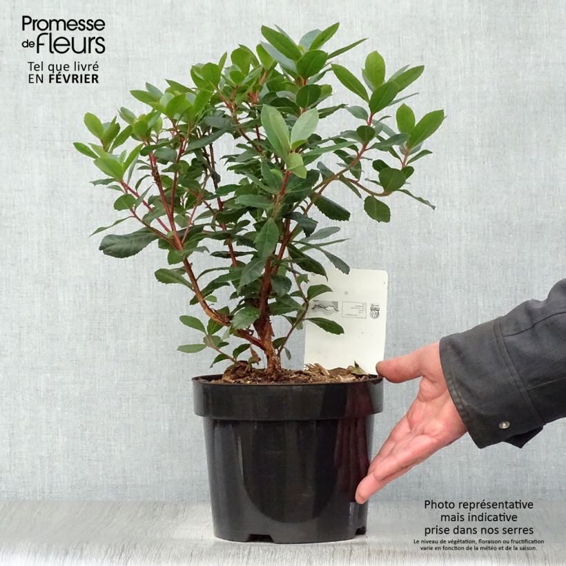 Arbutus unedo - Arbousier en pot de 3L esemplare consegnato in inverno