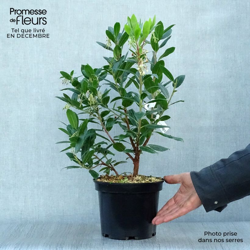 Arbutus unedo Atlantic - Arbousier Pot de 4L/5L esemplare consegnato in inverno