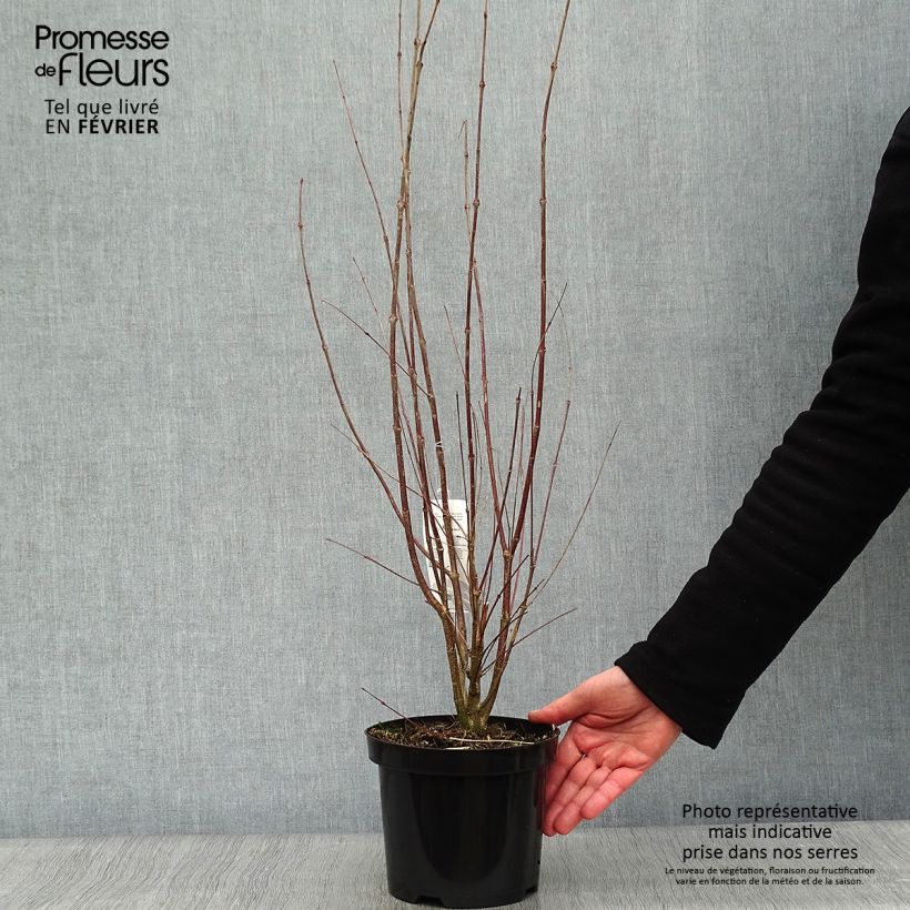 Arbre à caramel - Cercidiphyllum japonicum en pot de 3/4L esemplare consegnato in inverno