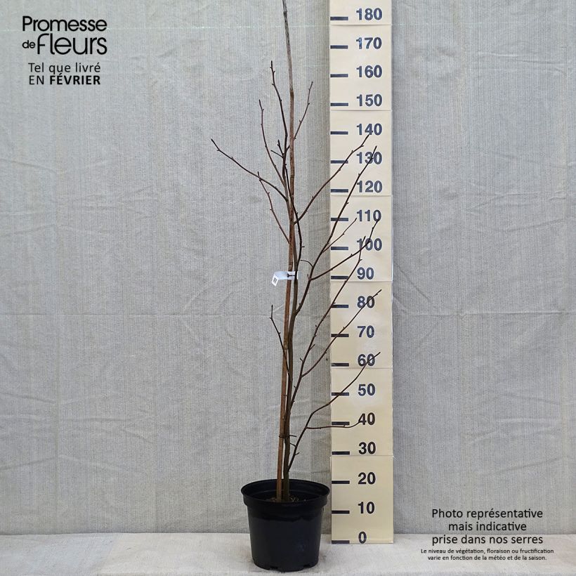 Arbre à mouchoir - Davidia involucrata en pot de 7,5L/10L esemplare consegnato in inverno