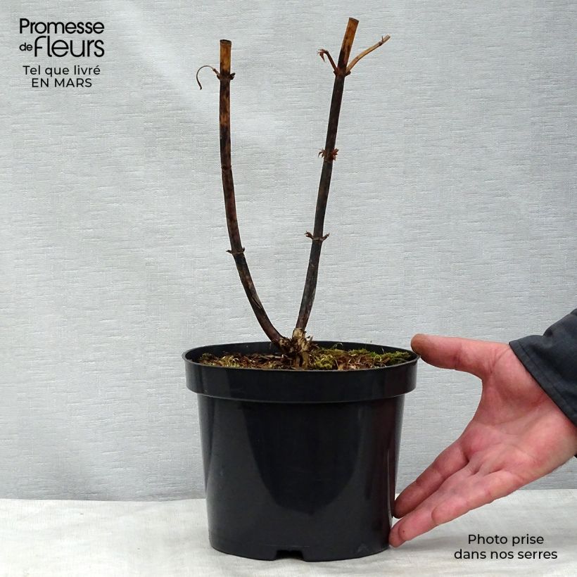 Arbre aux faisans - Leycesteria formosa en pot de 2L/3L esemplare consegnato in inverno