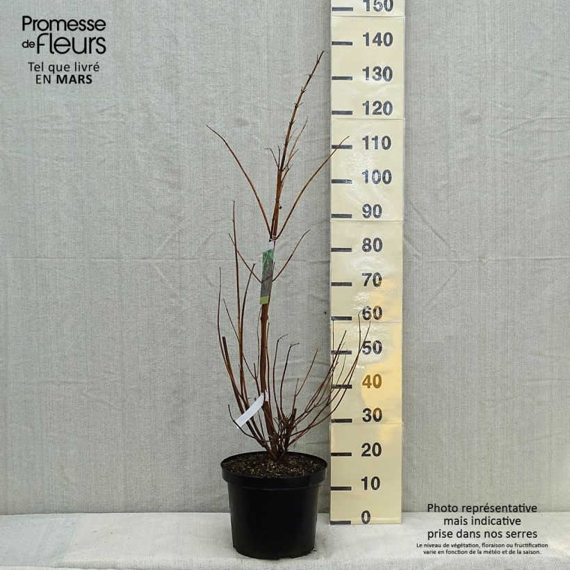 Arbre aux faisans Purple Rain 80/100cm en pot de 7.5/10L. esemplare consegnato in inverno