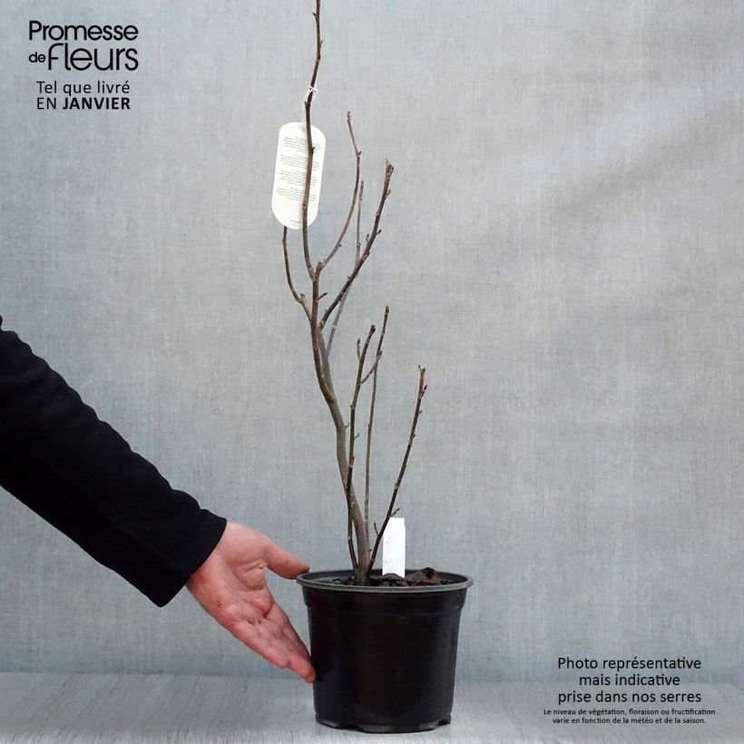 Arbre aux mouchoirs - Davidia involucrata en pot de 4L/5L esemplare consegnato in inverno