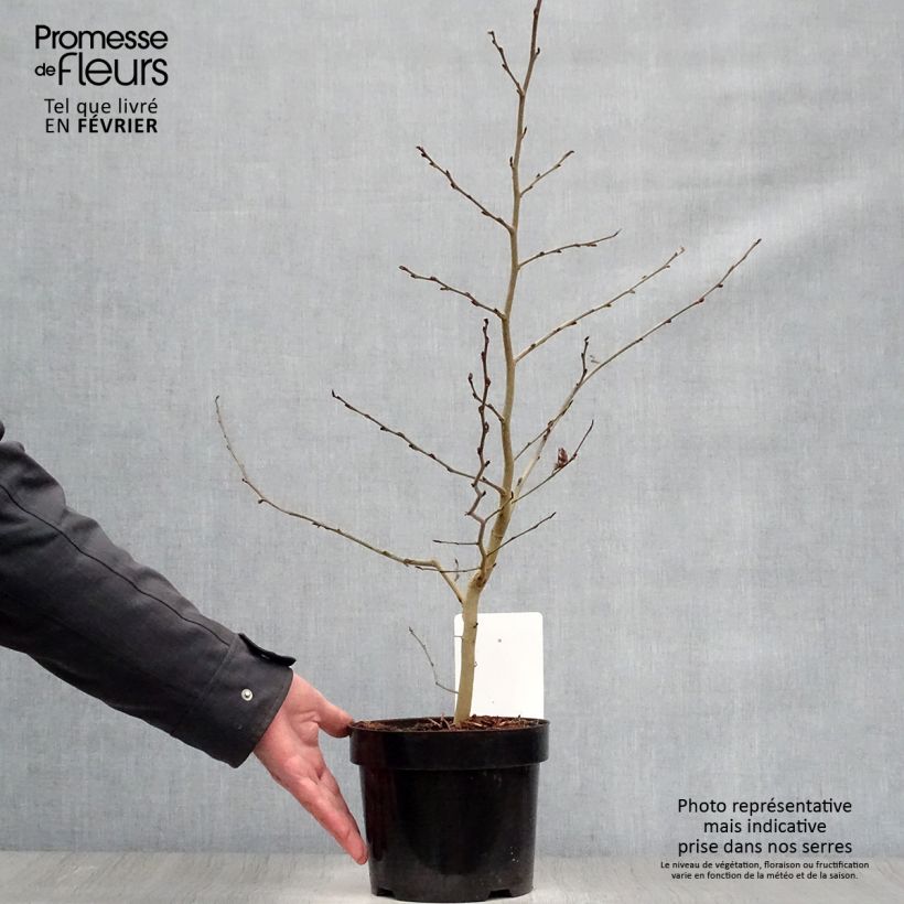 Arbre de fer - Parrotia persica en pot de 3L/4L esemplare consegnato in inverno