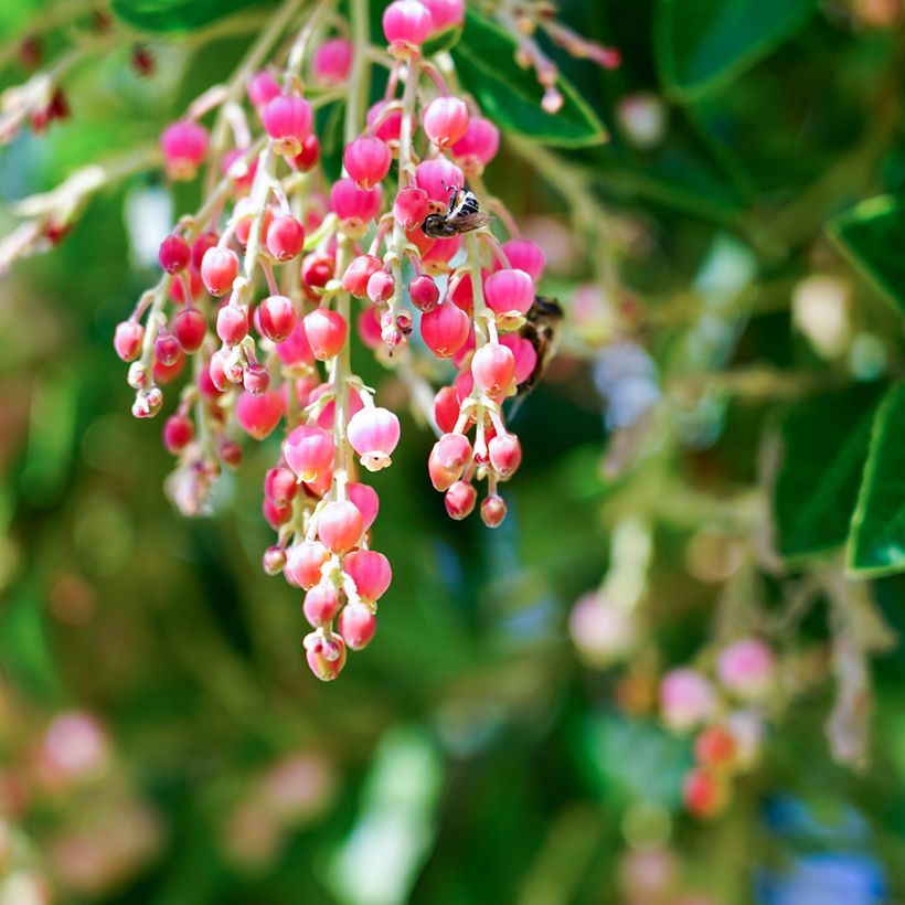 Arbutus Marina - Corbezzolo (Fioritura)