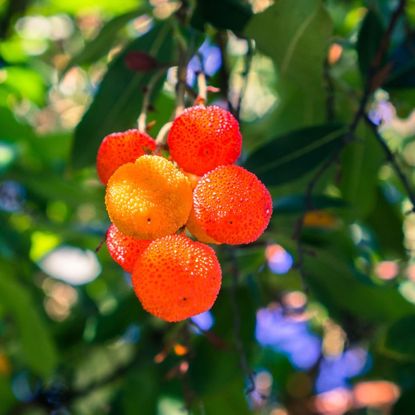 Arbutus Marina - Corbezzolo (Raccolta)