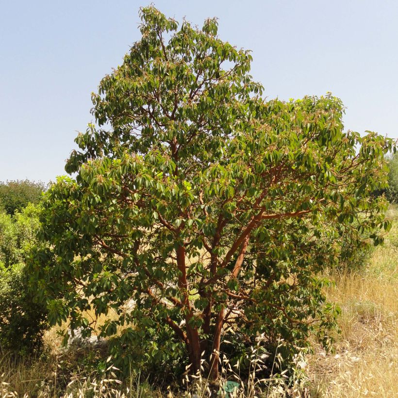 Arbutus andrachne - Corbezzolo greco (Porto)