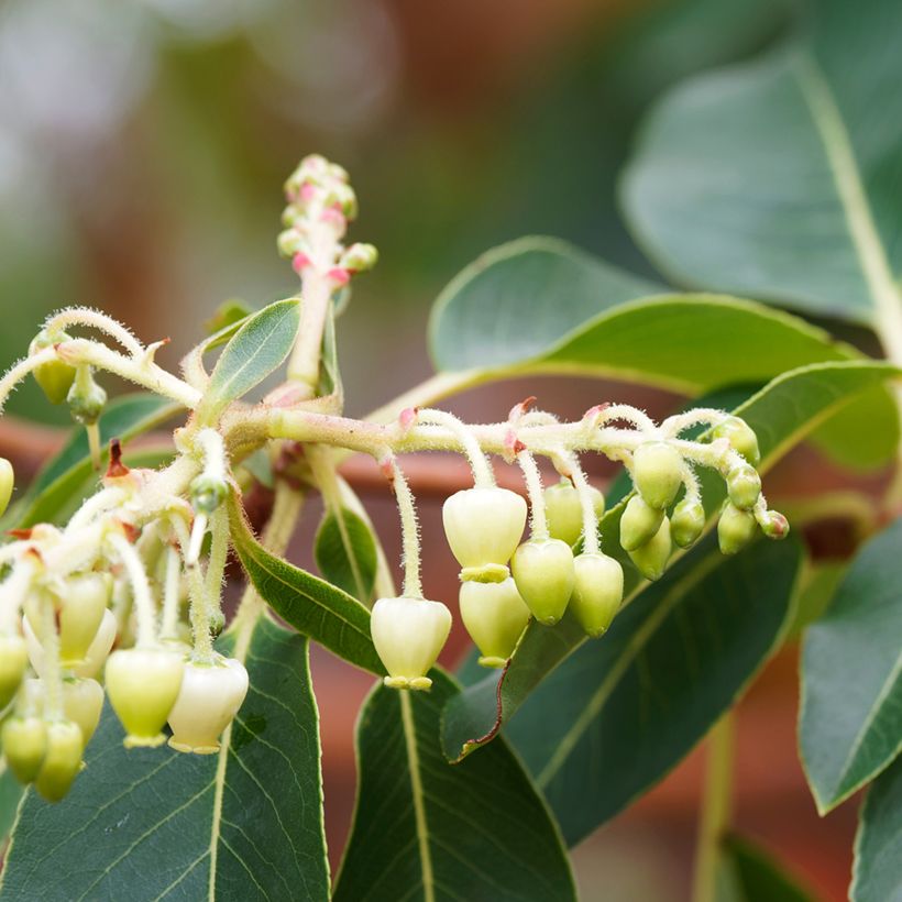 Arbutus andrachne - Corbezzolo greco (Fioritura)