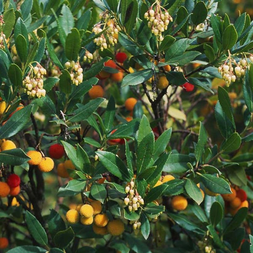 Arbutus unedo Atlantic - Corbezzolo (Fogliame)