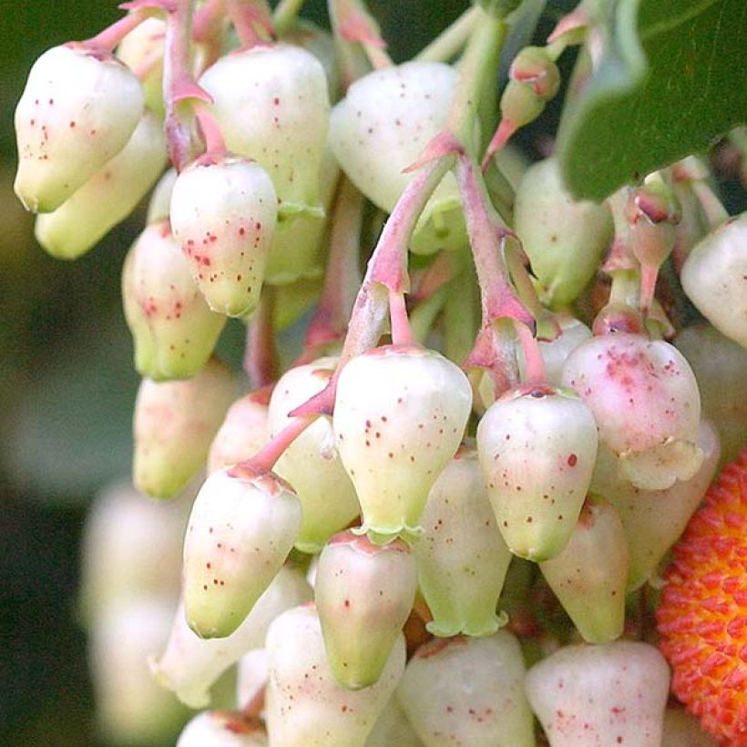 Arbutus unedo Atlantic - Corbezzolo (Fioritura)