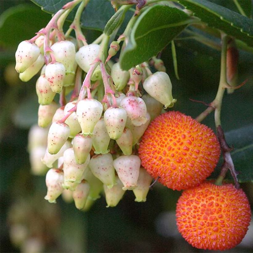 Arbutus unedo Atlantic - Corbezzolo (Raccolta)