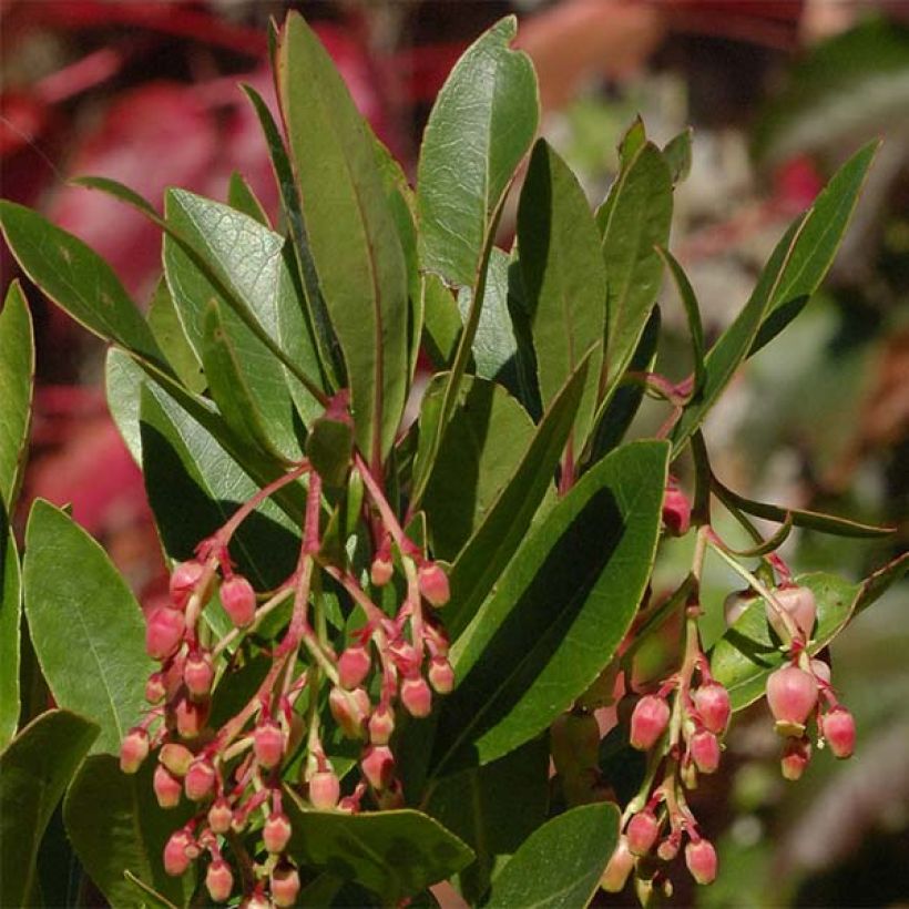 Arbutus unedo Roselily - Corbezzolo rosa (Fogliame)