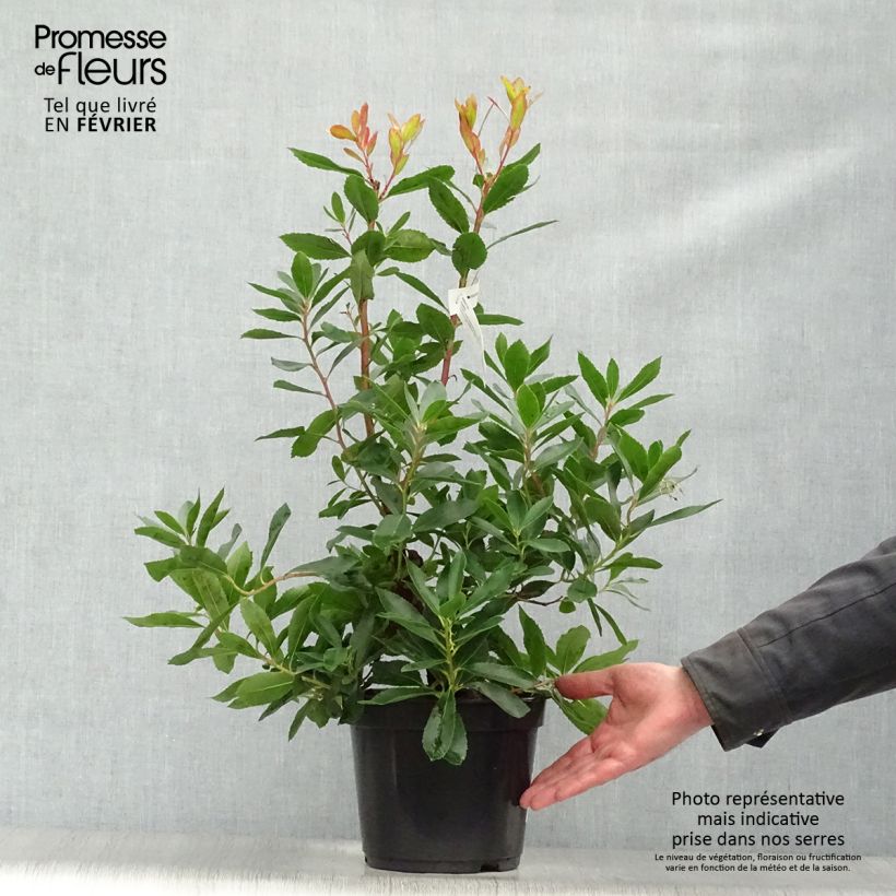 Arbutus unedo Roselily - Arbousier Pot de 3L/4L esemplare consegnato in inverno