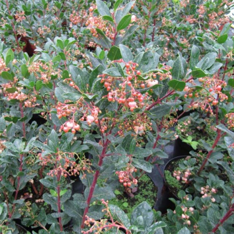 Arbutus unedo Rubra - Corbezzolo (Fogliame)