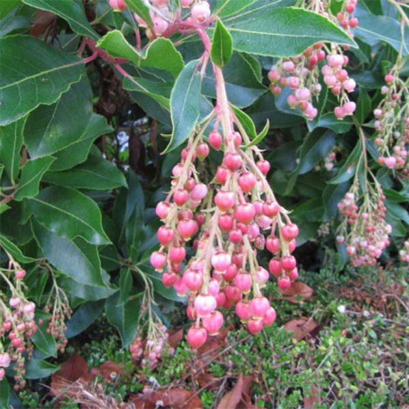 Arbutus unedo Rubra - Corbezzolo (Fioritura)