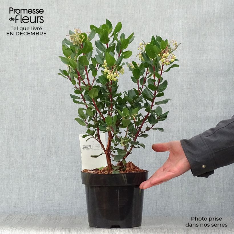 Arbutus unedo Rubra - Arbousier en pot de 3/4L esemplare consegnato in inverno