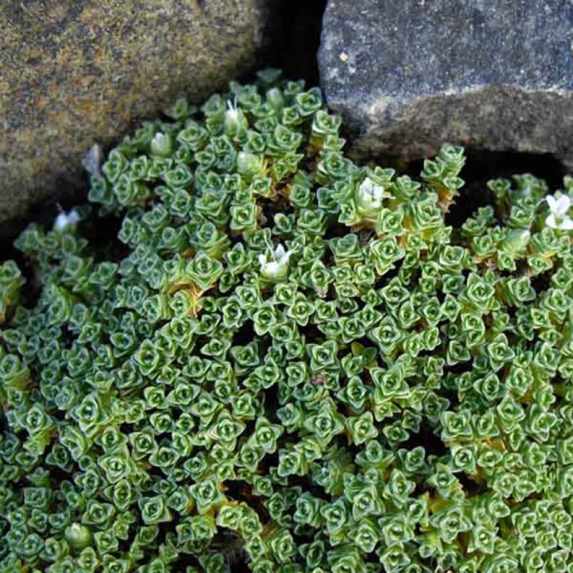 Arenaria tetraquetra subsp. amabilis (Fogliame)