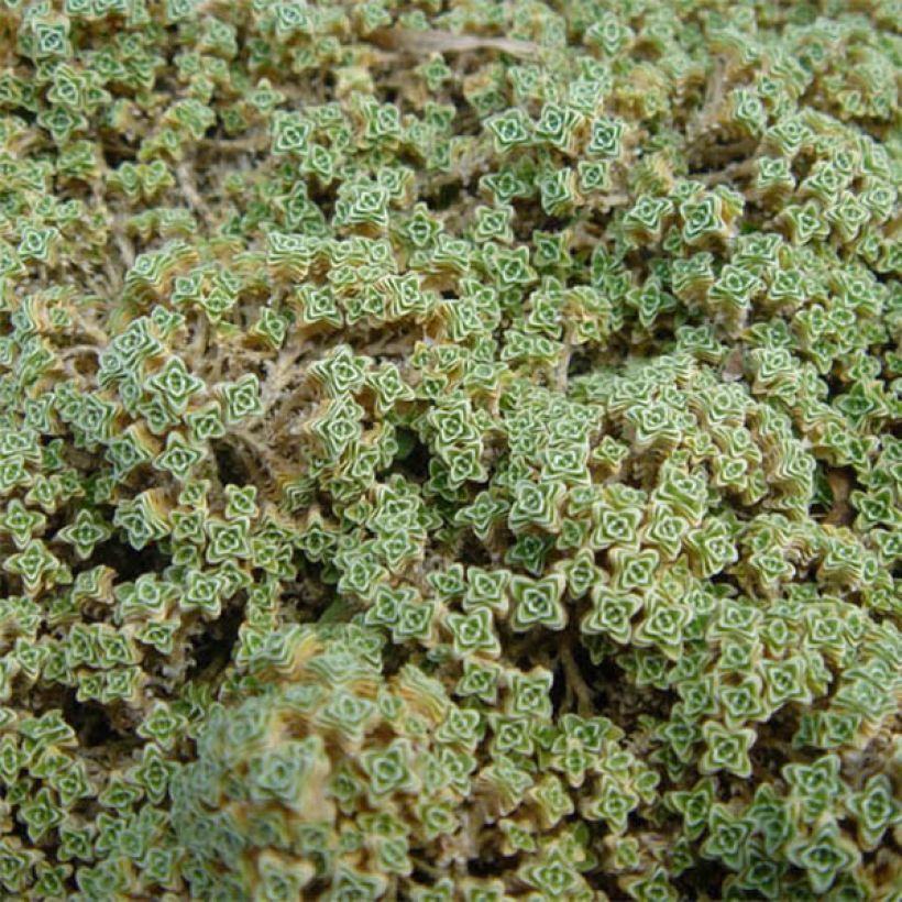 Arenaria tetraquetra subsp. granatensis (Fogliame)