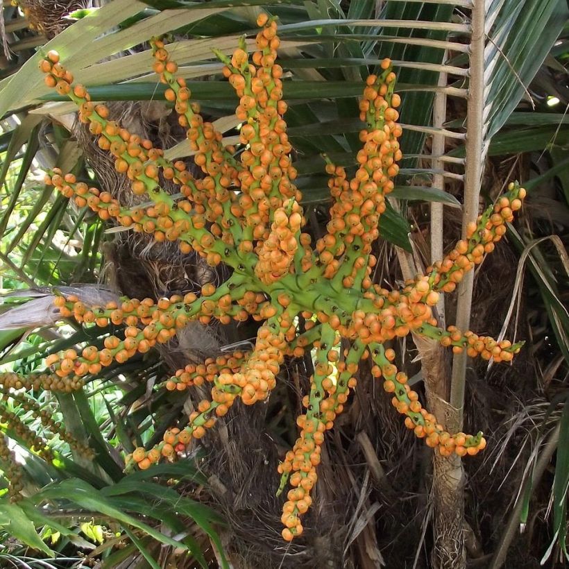 Arenga engleri - Palma da zucchero di Taiwan (Raccolta)