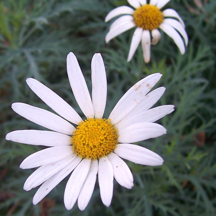 Argyranthemum Chelsea Girl (Fioritura)