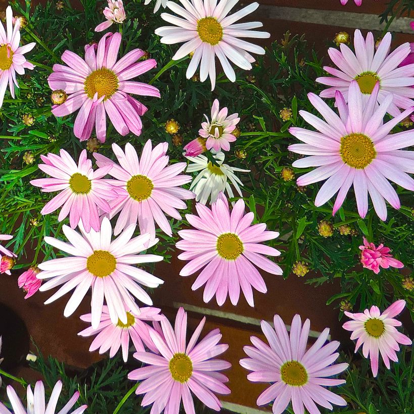 Argyranthemum Gill's Pink (Fioritura)