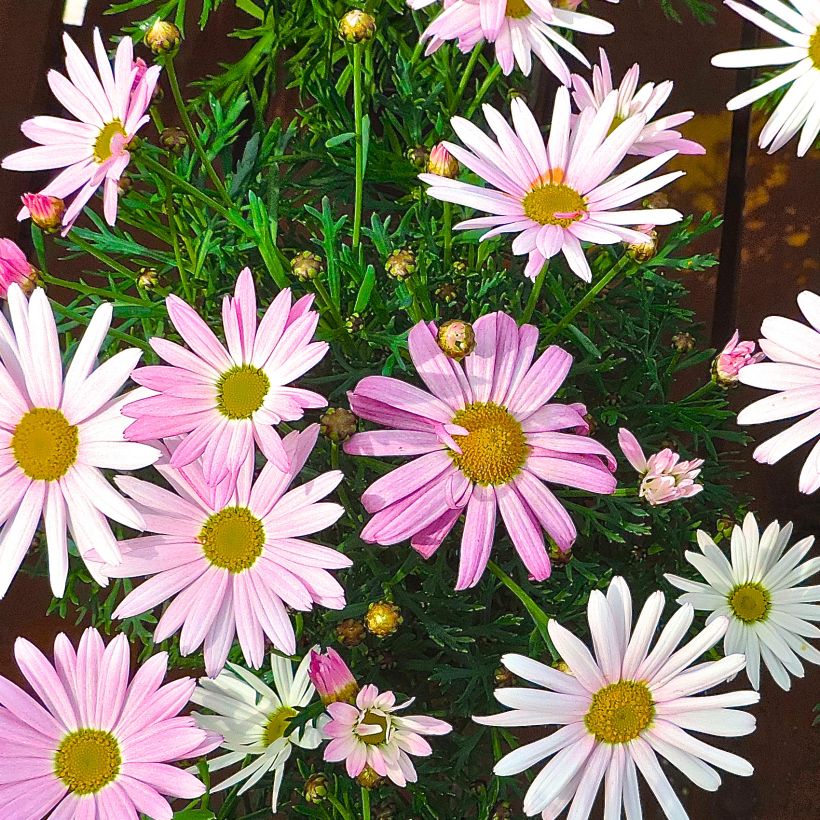 Argyranthemum Gill's Pink (Porto)