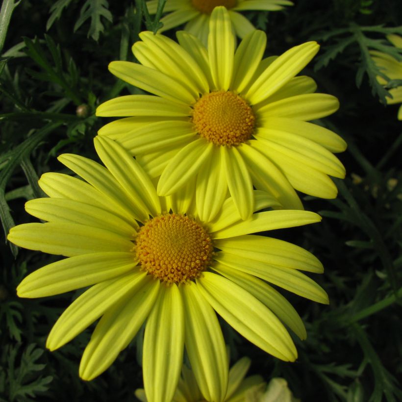 Argyranthemum Jamaïca Primerose (Fioritura)