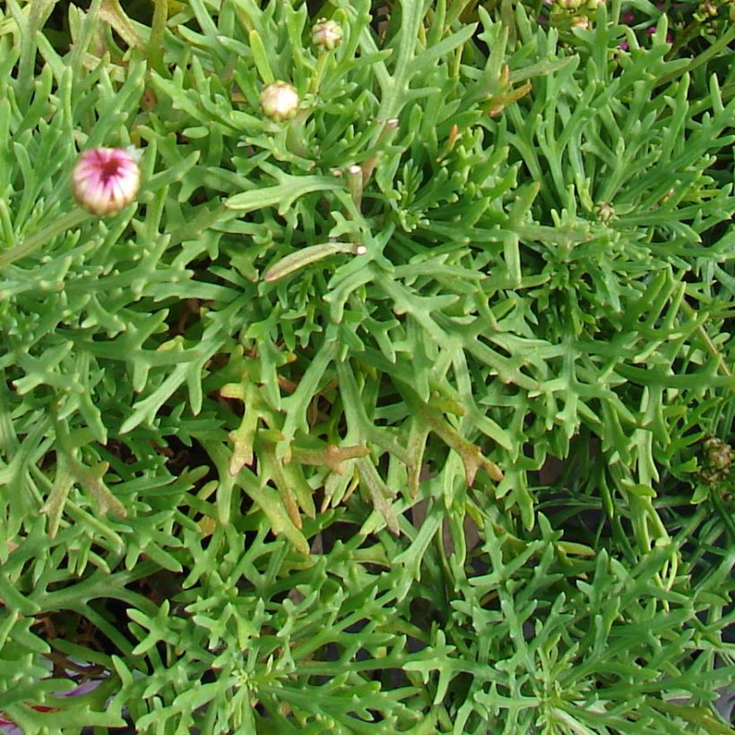 Argyranthemum Petite Pink (Fogliame)