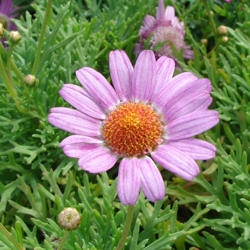 Argyranthemum Petite Pink (Fioritura)