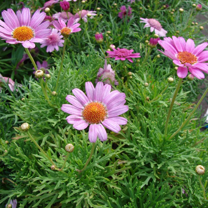 Argyranthemum Petite Pink (Porto)