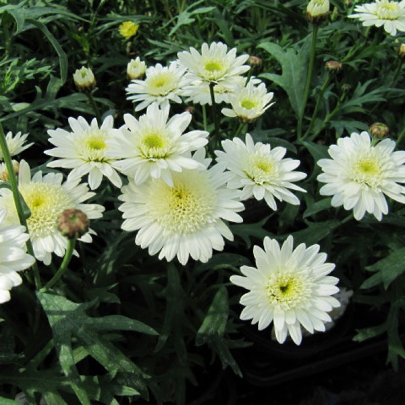 Argyranthemum Powder Puff (Fioritura)