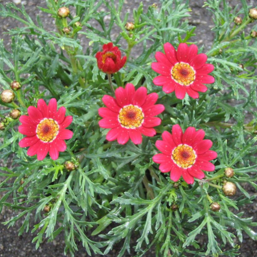 Argyranthemum Starlight (Fioritura)