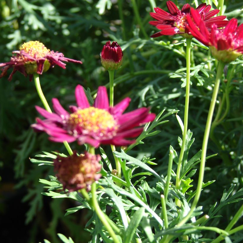 Argyranthemum Starlight (Porto)